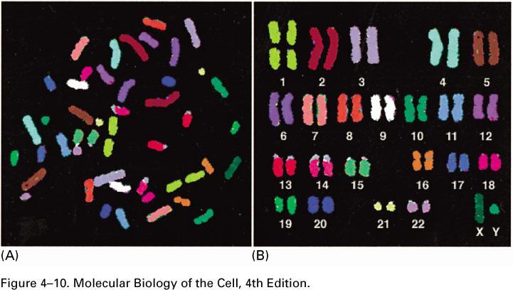 Cromosomas pintados