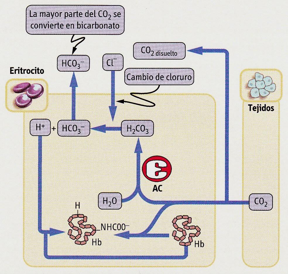 Eliminación de CO2 de los tejidos 2 1 3 4 1. El bicarbonato producido en los eritrocitos se mueve al plasma a cambio de Cl - 2.