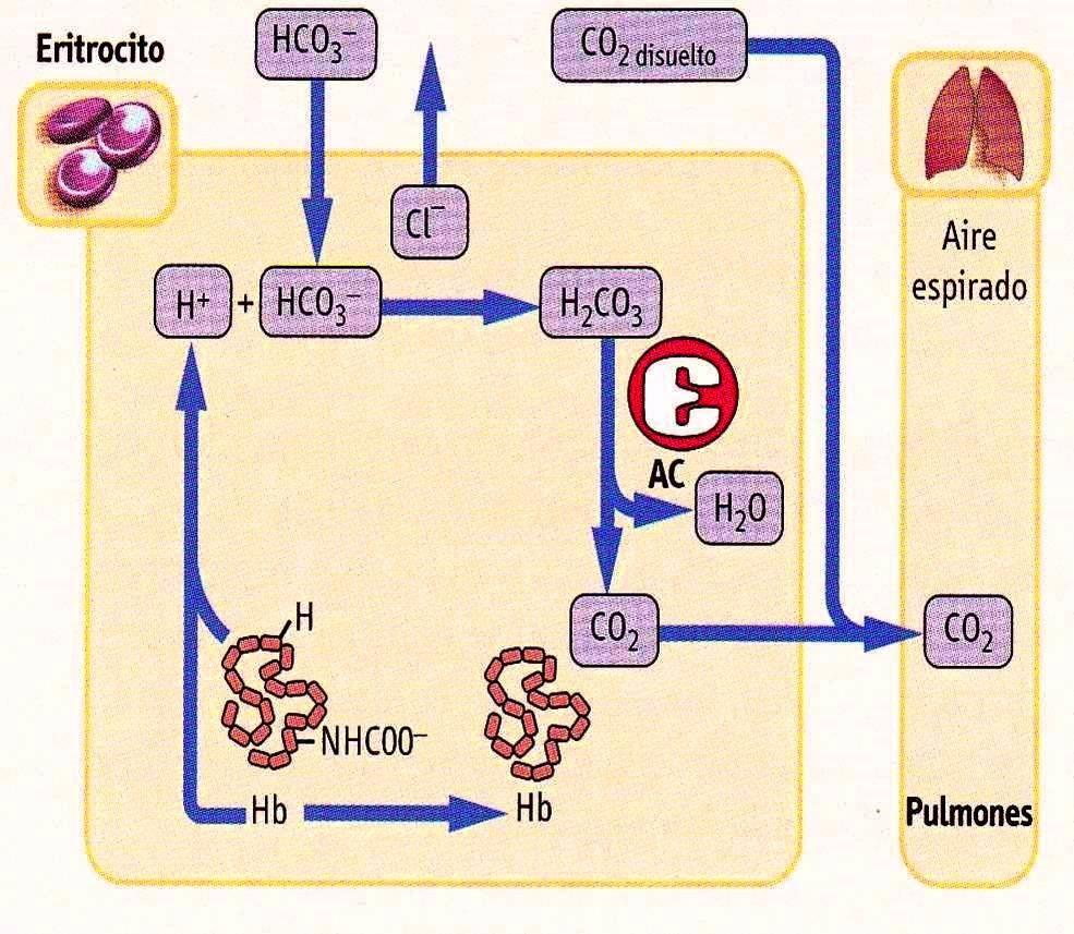 Excreción de CO2 en el aire expirado En los pulmones la mayor po2 facilita la disociación del CO2 de la Hb (efecto