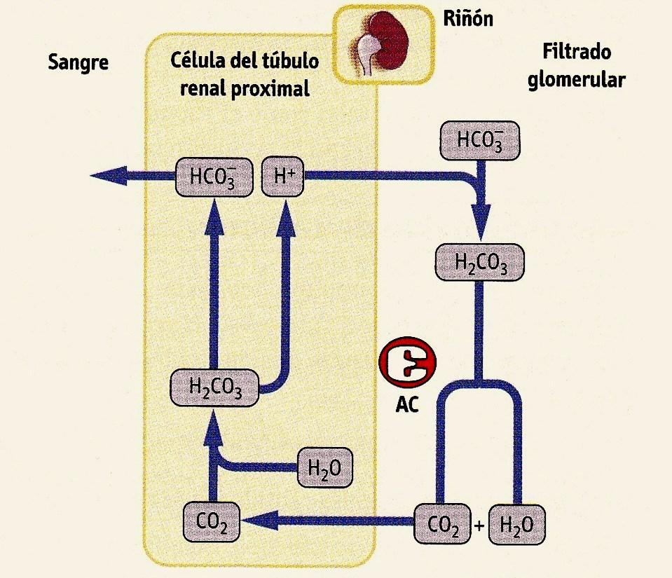 Reabsorción de bicarbonato en el riñón Tiene lugar en el túbulo proximal. En este momento no hay una excreción neta de ión hidrógeno.