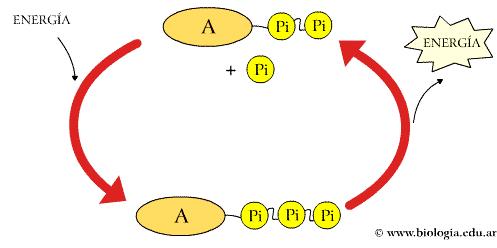 En las rutas metabólicas se necesitan numerosas y específicas moléculas que van conformando los pasos y productos intermedios de las rutas.