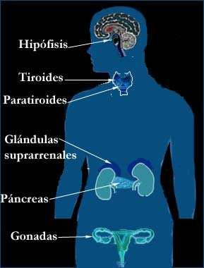 Hormonas: mensajeros químicos Glándulas endócrinas: sintetizan y