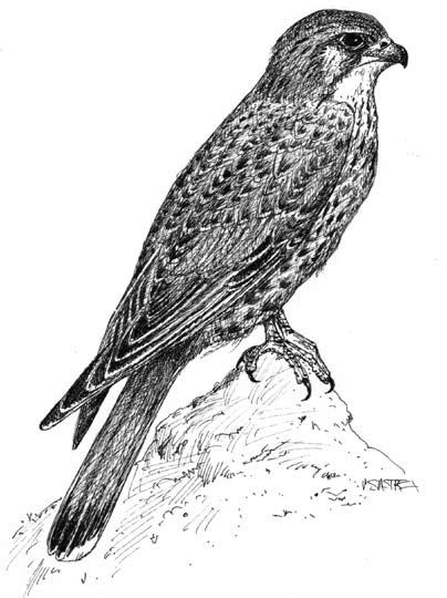 A principios de la década de los ochenta, la población de esta ave estaba constituida únicamente por poco más de una veintena de ejemplares.