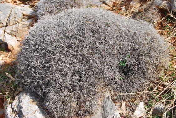 gida de los vientos fuertes y de los herbívoros. Podemos comprobar como la zarzaparrilla cuando crece en las cimas (Smilax aspera subsp.
