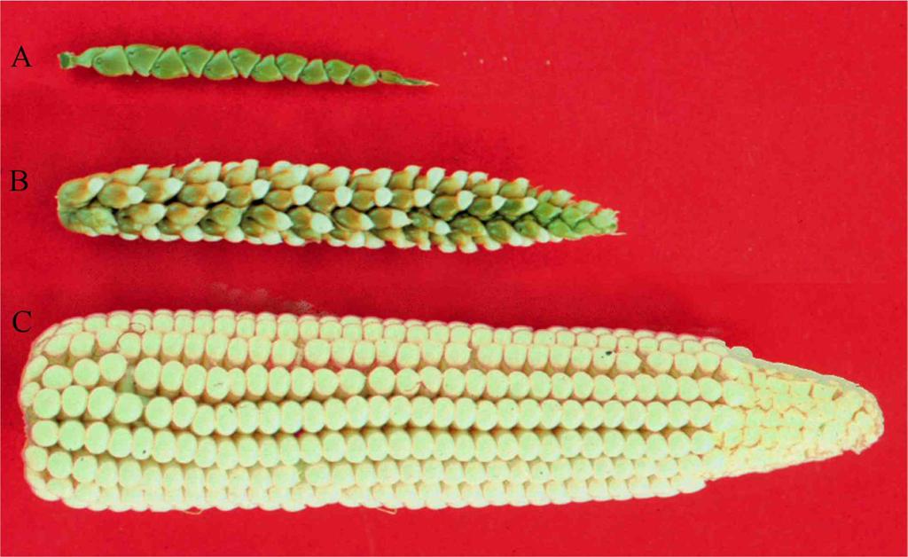 Figura 1. A. Infrutescencia del teosinte. B. Híbrido entre teosinte y maíz. C. Mazorca de maíz. [Fotografía: John Doebley (https://commons.wikimedia.org/wiki/file:maize-teosinte.jpg)].