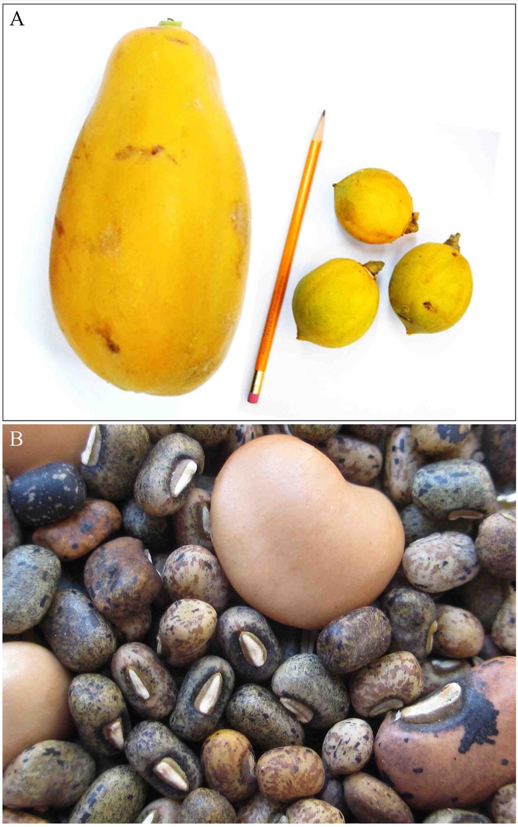 Figura 2. A. Comparación del tamaño entre un fruto de papaya Maradol y frutos de papaya silvestre. B. Frijoles silvestres (pequeños) y domesticados (grandes) de la especie Vigna unguiculata (L.) Walp.
