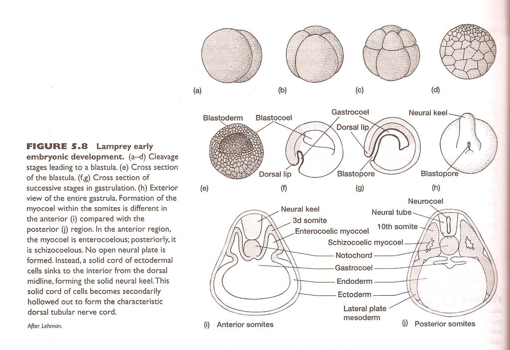 En el huevo mesolecilco de la lamprea, no hay una invaginacion completa del hipoblasto como la de amphioxus, hay un labio dorsal del blastoporo en el que ocurre involución e ingresión de celulas.