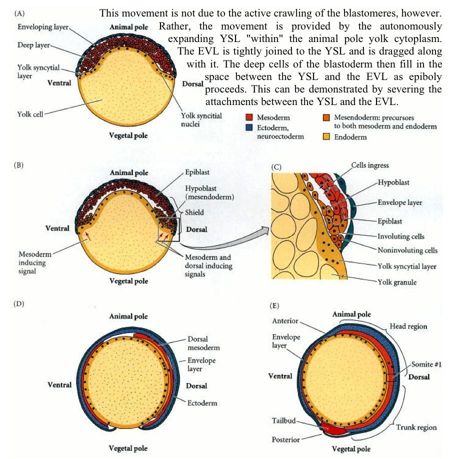 Peces teleósteos presentan un sincicio endodérmico sobre el vitelo (periblasto) que no contribuye al embrión, y un blastodisco en el cual se observa una capa ectodérmica y una capa mesodérmica.