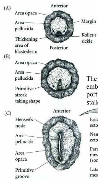 El extremo anterior del surco primilvo, conforma el nodo de hensen, analogo al