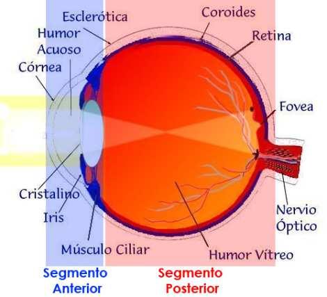 2.1.1.1 Estructura El órgano de la visión está compuesto por los párpados, los globos oculares, el aparato lagrimal y los músculos oculares externos.