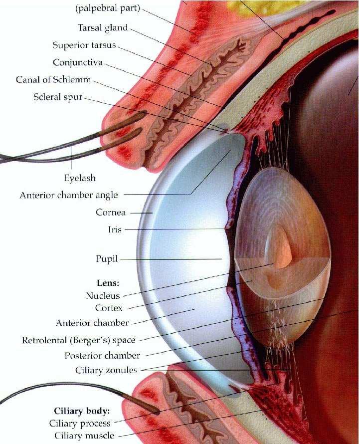 El iris está formado por dos músculos que controlan la dilatación y la contracción de la pupila.