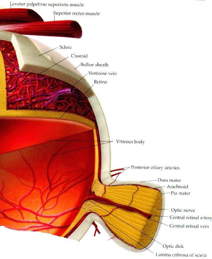 Figura 4. Sección transversal del segmento posterior. Retina Es la membrana sensible del ojo.