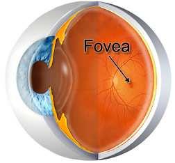 Está situada a unos 2,5 mm o 17 grados del borde temporal de la papila óptica, donde la superficie de la retina está deprimida y es poco profunda.