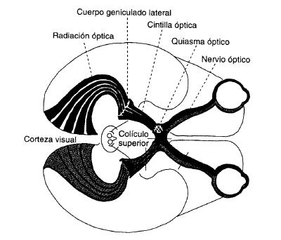 Cuando los impulsos nerviosos llegan a los lóbulos occipitales del cerebro, la información debe ser procesada. Figura 17. Disposición de las vías nerviosas visuales a través del cerebro. 2.1.4.