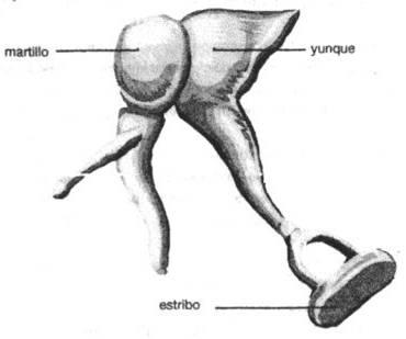 Constituido por: Tímpano Martillo Yunque Estribo La cavidad del oído medio se comunica con el exterior del cuerpo a través de la trompa de