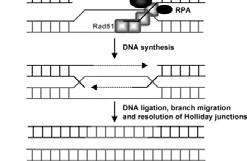 Replicación postreplicativa: Reconoce errores en la hebra de ADN recientemente