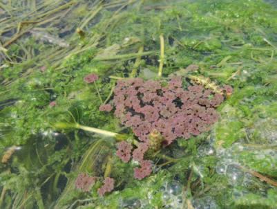 Helecho acuático flotante, con un crecimiento muy rápido, puede ocupar la extensión superficial de un lago en pocos meses. En Europa es una especie invasora.