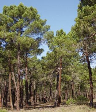 El pinar de Villanueva de Gumiel muestra una baja presencia de sotobosque, puesto que los resineros limpiaban los montes continuamente para hacerlos fácilmente transitables.