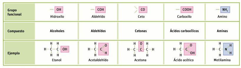 Los átomos de carbono forman el esqueleto de una molécula, pero las propiedades químicas y físicas de ésta, dependen en gran medida, de los grupos de los átomos que se unen de una forma específica a