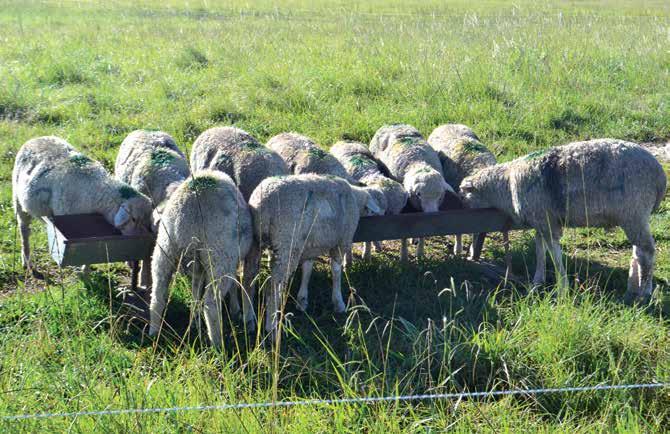 permite mejorar la capacidad de carga animal (ej. ovejas) del sistema y por lo tanto posibilita generar una mayor cantidad de corderos para vender posteriormente.
