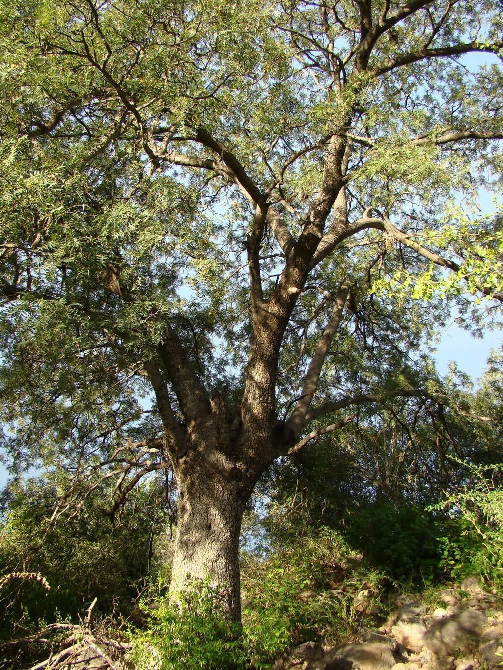 7 ARBOLES Los árboles se parecen a los arbustos por tener tejidos leñosos que constituyen la madera o leña y pueden confundirse con éstos porque a veces se presentan arbustos más altos que algunos