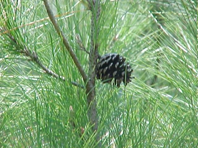 Pinaceae - Pinus Tronco con corteza gruesa, resistente a
