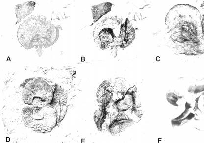 LAS GIMNOSPERMAS: CUPRESSACEAE Tetraclinis (60-50 Ma?) T. salicornioides Europa: Eoceno Medio (40 Ma) Extend.