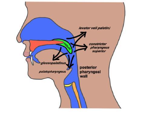Las paredes laterales de la faringe/garganta Fisiología: El mecanismo velofaríngea actúa como una válvula para separar la cavidad oral y la cavidad nasal durante el habla y la deglución.