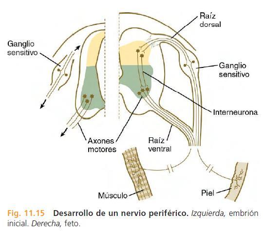 Sistema Nervioso Periférico Carlson, Bruce M.