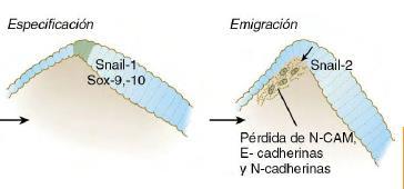 Transformación epitelio-mesénquima y la emigración desde el tubo neural Bajo la influencia de snail-1 y snail-2, el perfil de las cadherinas producidas por los precursores de las células de cresta
