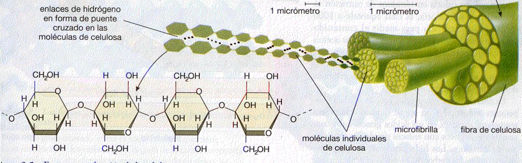Clasificación de Carbohidratos/Susana Ramírez- Alfredo Martínez 7 Los polisacáridos más importantes presentes en la naturaleza son el almidón, el glucógeno y la celulosa, todos ellos homopolímeros