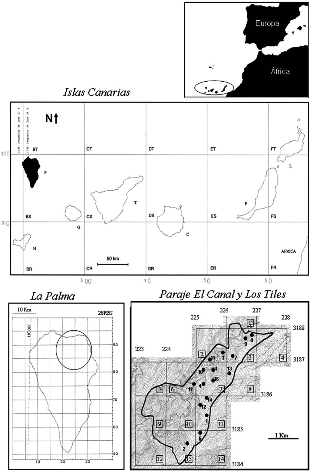 Estudio micológico de El Canal y Los Tiles. V 95 Fig. 1.