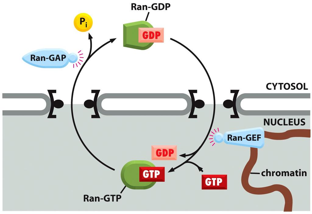 (Prot activante de GTPasa) (Factor de intercambio de guanina)