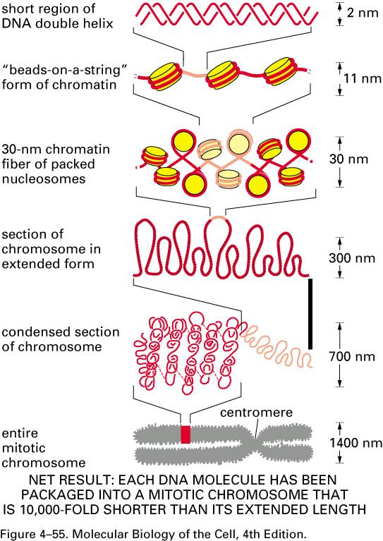 Para qué? Cada cromosoma eucariótico contienen una hebra continua de ADN (en cada célula) que puede medir 10 cm. (humano, ~ 3.5 x 10 8 bp).