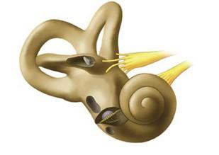 Relación: receptores y efectores Mecanismo de la audición Las