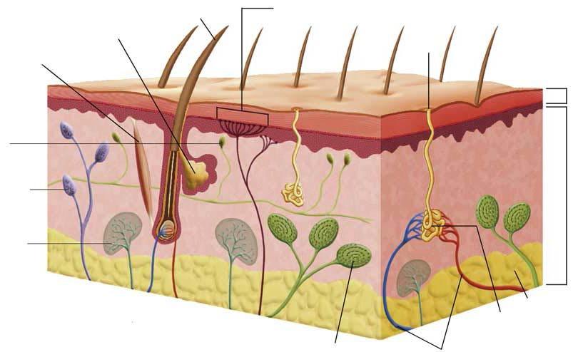 4. La piel La piel es un órgano provisto de receptores sensi2vos que captan eskmulos muy