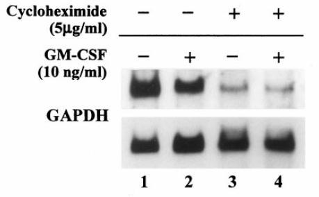 Western: Extracto de proteínas de las mismas plantas. sonda del Western: anticuerpos anti-inmunoglobulinas de ratón marcados radioactivamente.