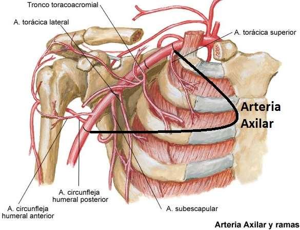 IRRIGACIÓN Arteria Humeral Circ. anterior.