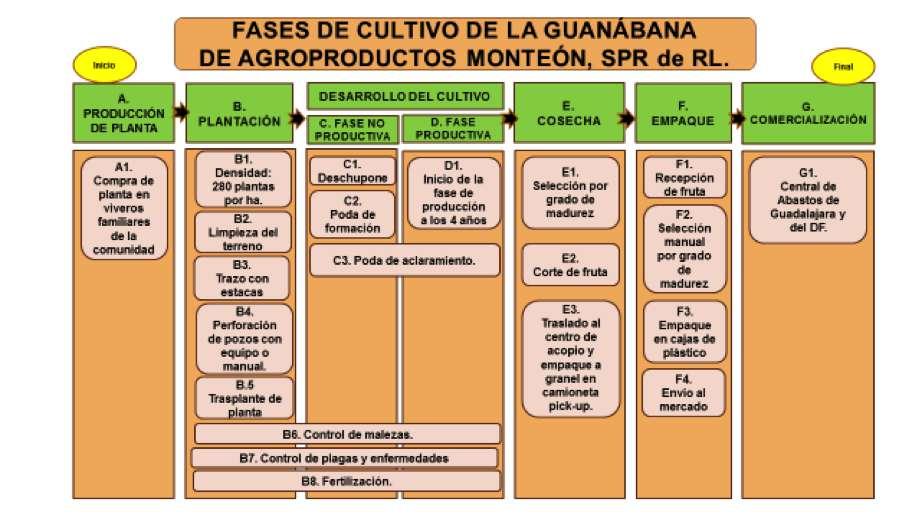 40 casos de éxito. agroproductos monteón, spr de rl 7 A. Fase de Producción de Planta de Guanábana para trasplante A1.