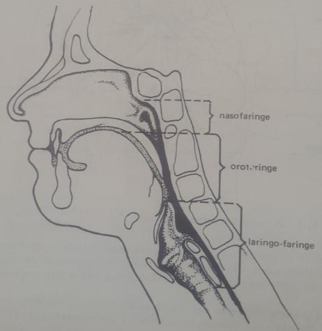 Se divide en: 1) parte superior: nasofaringe; 2) parte media: orofaringe; y; 3) parte inferior: laringe-faringe (Guerra, D., et al.