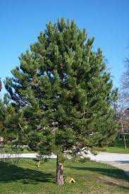 Pinus niegra arnold Pino negra,pino gargallo Árbol Media sombra Poca agua Sin tendencia