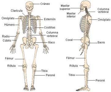 Huesos Planos: Los huesos planos o anchos presentan dos dimensiones, el largo y el ancho, considerablemente mayores que el grueso. Se encuentran en el cráneo y en el tronco.
