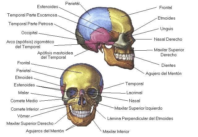 Ejemplos: una vértebra, el astrágalo, el semilunar.