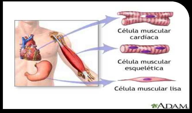 Se encuentran por ejemplo, recubriendo el tubo digestivo o los vasos sanguíneos (arterias y venas).