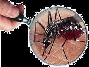 Aedes aegypti Conócelo y elimínalo Información general sobre dengue Qué es el dengue? El dengue es una enfermedad infecciosa producida por el virus del dengue (DEN).