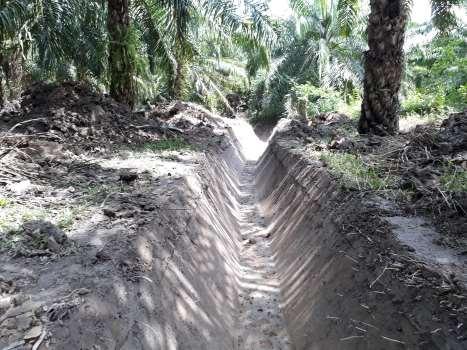 1. Introducción El sistema de drenaje y riego son fundamentales para el cultivo de palma de aceite ya que en conjunto mantienen un ambiente adecuado en el suelo, donde se puede tener una buena