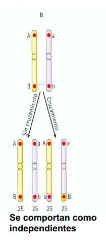 La 2ª Ley de Mendel se cumple para genes localizados en cromosomas diferentes pero también para genes muy separados dentro del mismo cromosoma.