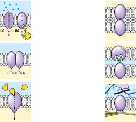 Son simétricas en cuanto a las proteínas las caras de la membrana?