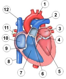 Por dónde sale la sangre del corazón? 1. Por las dos aurículas 2. Por los dos ventrículos 3. Por las venas Qué gran arteria lleva la sangre que sale del ventrículo izquierdo? 1. La vena cava superior 2.