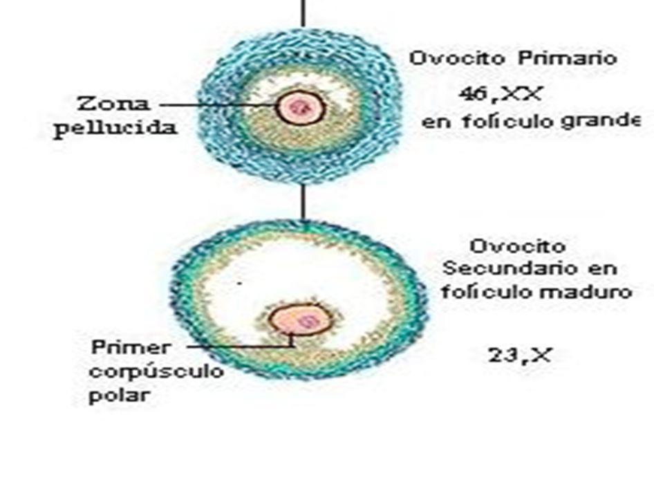 Las células foliculares se originan a partir del epitelio superficial que reviste al
